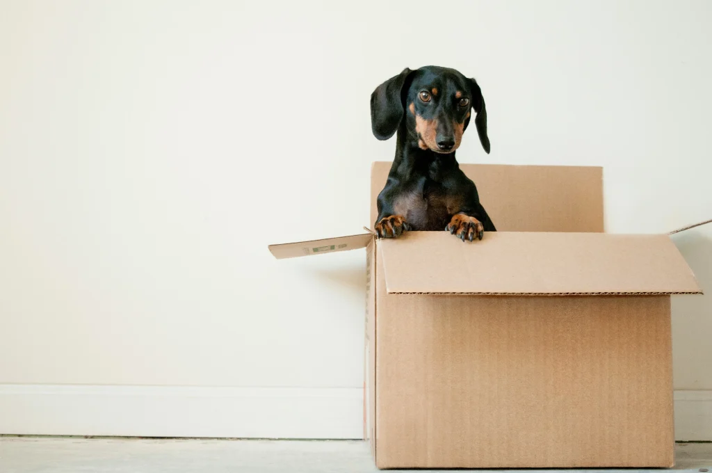 En liten svart och brun tax som tittar upp ur en öppen flyttkartong av brun papp. Hunden stödjer sina framtassar mot kartongens kant mot en minimalistisk, ljus bakgrund med en vit vägg och golvlist.