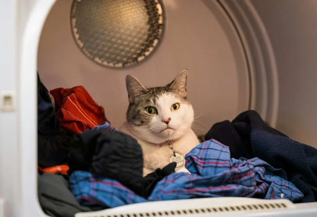 En vit och gråspräcklig katt med gröna ögon tittar ut inifrån en öppen torktumlare. Katten ligger bekvämt inbäddad i en hög med färgglad tvätt, bland annat en blå rutig skjorta och ett rött klädesplagg.